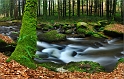 Bois de la perche_22_03_09n03